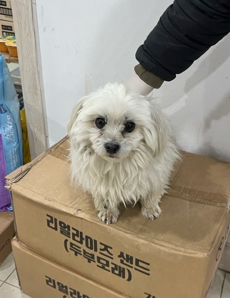 종료(반환) 말티즈…